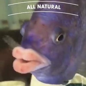 Meet your Posher, Dylan